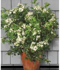 Orange Jasmine Image